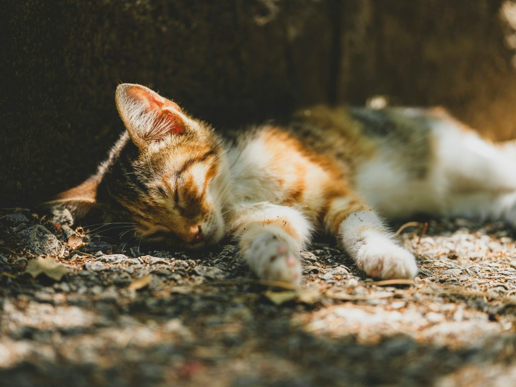 Cat sleeping peacefully in warm sunlight on a quiet afternoon