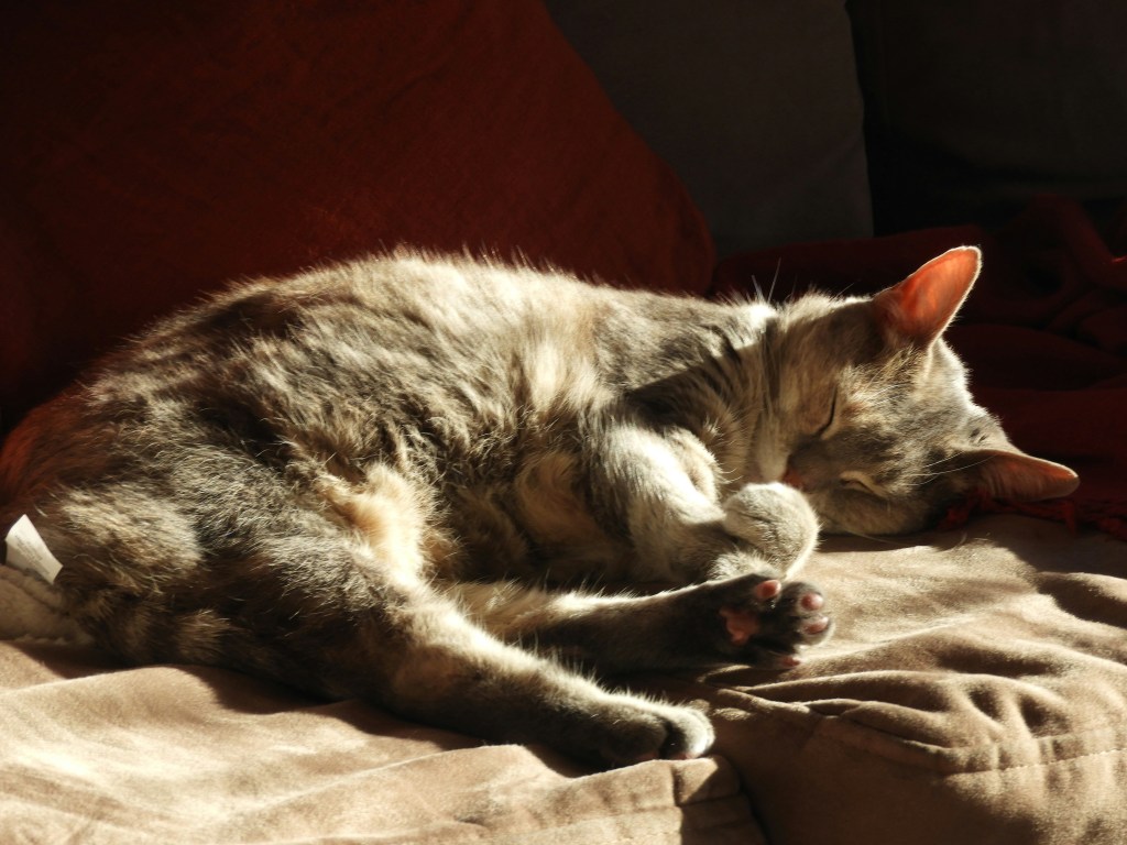 A cat sleeping peacefully in a golden sunbeam — symbol of peace, acceptance, and emotional healing.