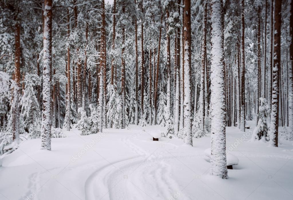 The Warmth Within the&nbsp;Cold