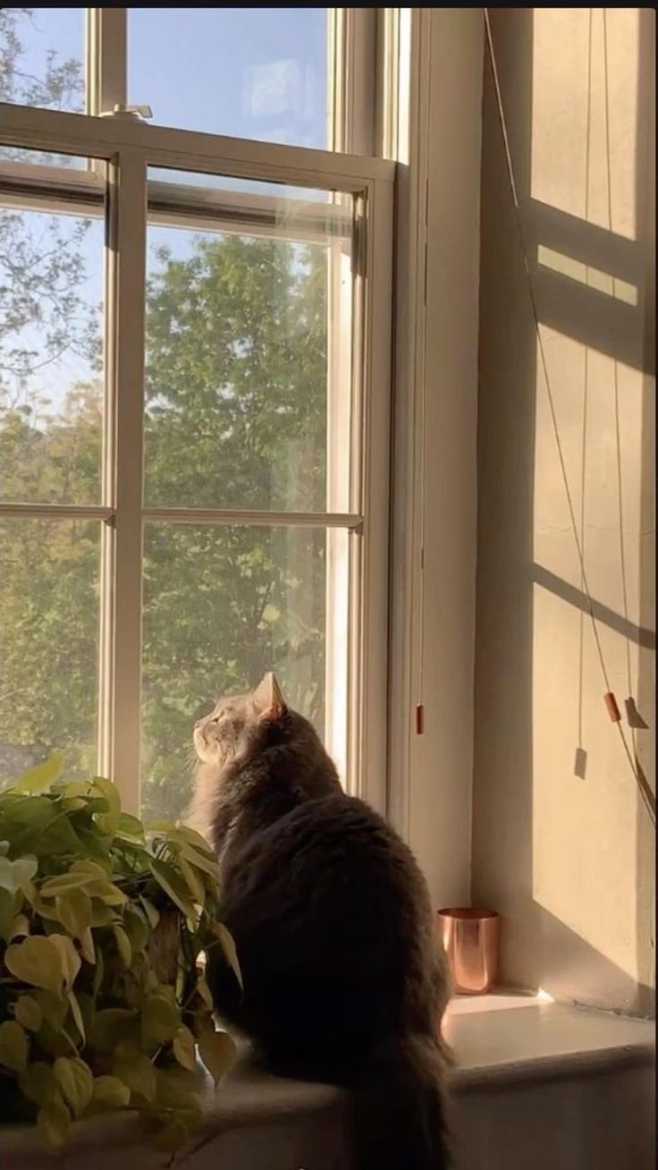 cat sitting quietly near a window in soft natural light, creating a calm reflective mood.