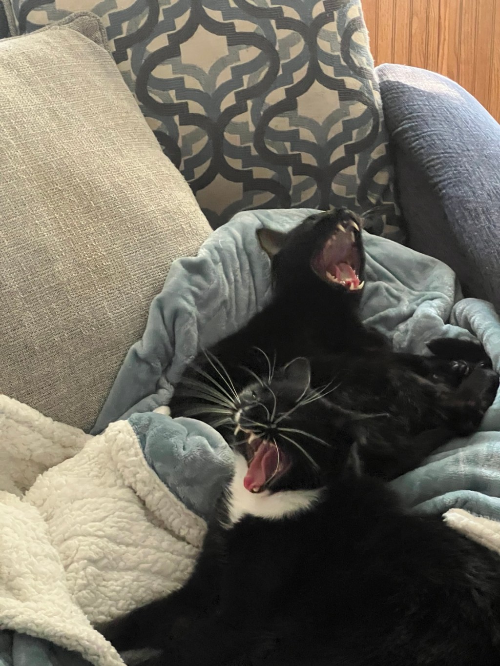 Catonya 2026